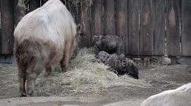 Four Newborn Takin Cubs At Liberec Zoo In Czech Republic