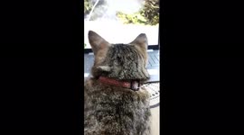 Video see it beautiful cat see it in the bed and enjoy happiness