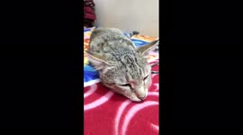 Beautiful cat sleeping in our bed and that the day so cute cat