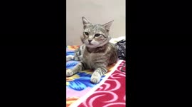 See like detective like Cid officer cute cat nice pose see in this video
