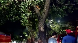 Firefighters scale fifteen-metre-tree to save lost cat in Indonesia