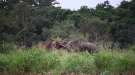 oh ... an elephant attacking to a wild tusker. How an elephant with a large tusk retreats from a fierce tusk