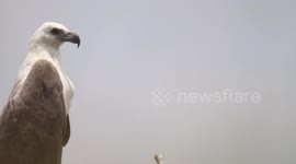 Sea eagle  drinking water for thirst. at wilpattu national park sri lanka