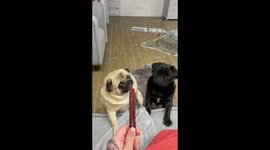 Pugs want a sweet stick very badly and fight for it cutely