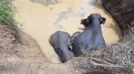 How the baby elephant and its mother are trying to recover from the loss of a baby elephant