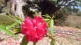 Very beautiful sound of wind when wind flew over the Rhododendron.