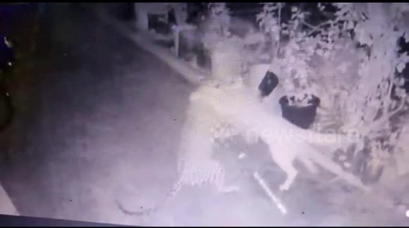 Brave dog escapes from leopard’s jaws in southern India