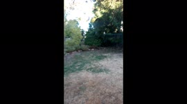 Meanwhile in Australia.... just hanging out with the local wildlife