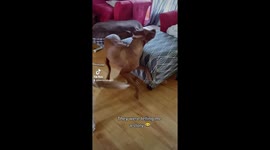 These dogs sounds like they are telling a story and they are very excited about it!