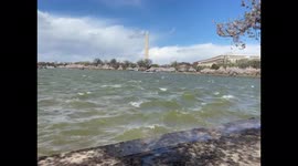 White Caps and Cherry Blossoms at the Tidal Basin, Washington DC