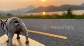 Smart pet French Bulldog joins owner on moving skateboard