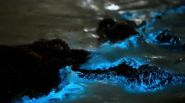 Tourists visit southern China beach as bioluminescent algae illuminates coast