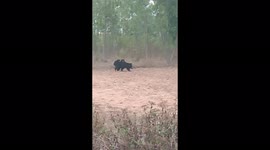 Rare & Heartwarming moment as a mother bear crossed the road with her two cubs on her back in Eastern India.