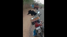 Mother bear scampers across road in India with two cubs clinging to her back