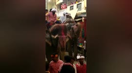 The Animals has showing for good sign in Northern India