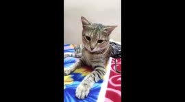 Beautiful cat see in bed and playing our friend and enjoy it
