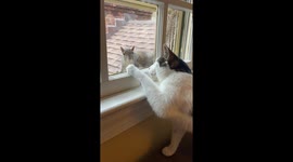 Cat and squirrel have curious exchange by window