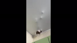 Cat climbs into hole, tatters ceiling