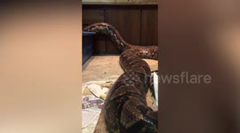 Fearless reptile enthusiast lives with giant python 'friends' in his house in Malaysia
