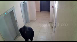 A brutal attack on a girl in the entrance of a house in Voronezh