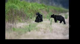 Brother and sister bear cubs enjoy a play tussle in North Carolina, USA.