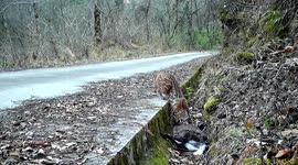 Rare Asian golden cat captured on camera eating for the first time in China