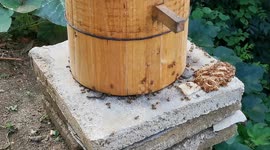 Chinese Honeybees In Yichang, Hubei, China