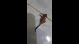 A frog with a long tail appears in a woman's house in Vietnam