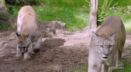 A panther's ‘poo pile mystery’