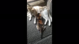 Kitten Tom feeding lovely moment