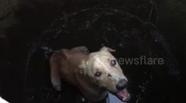 Naughty pet dog gets stuck inside jar when he tries to bully chickens in backyard