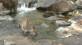 Monkeys bathe in waterfall in southern India to keep cool amid soaring temperatures
