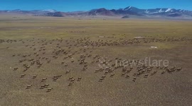 Tens of thousands of Tibetan antelopes spotted galloping across grasslands
