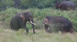 100 elephants came to paddy fields after 2 years and, tusker attacked to the elephant . elephant run away.