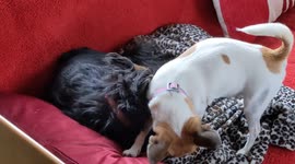 Dottie the female Chihuahua is getting frustrated with her husband Jake and is unaware that he's now neutered