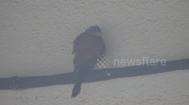 Wildlife photographer empathises with bird of prey sheltering from rain