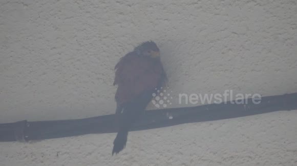 Wildlife photographer empathises with bird of prey sheltering from rain