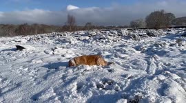 Dog enjoys late snow in Bradford in UK