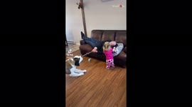 'Strong, competitive dog starts PULLING THE WHOLE SOFA while playing tug of war '