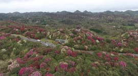 Azaleas in Bloom in Bijie, Guizhou, China