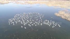White Swans Roost At Yanghe Wetland In Zhangjiakou, Hebei, China
