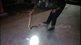 Large cobra caught from under chair on terrace after nearly striking the homeowner's leg in Indonesia