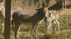 Somali wild donkey baby spends sweet time with mom