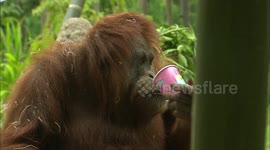 The incredible story of an orangutan who survived open heart surgery