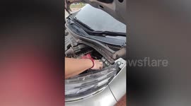 Kitten rescued after getting stuck inside moving car's engine