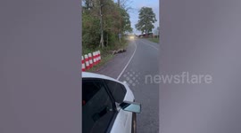 Sweet family of wild porcupines cross road together in Thailand