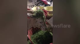 Spoiled cow eats freshly shredded grass from chopping machine
