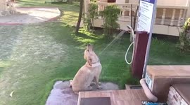 Pet Labrador Retriever sits under shower to have neck cleaned