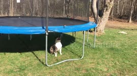 bulldog dog runs under  trampoline