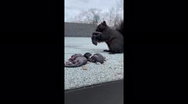 Mother Squirrel collects her babies from a rooftop and relocates them to an alternate den site in Toronto.